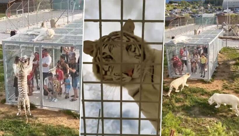 Unique zoo which locks humans in cages instead of animals; crazy video goes viral