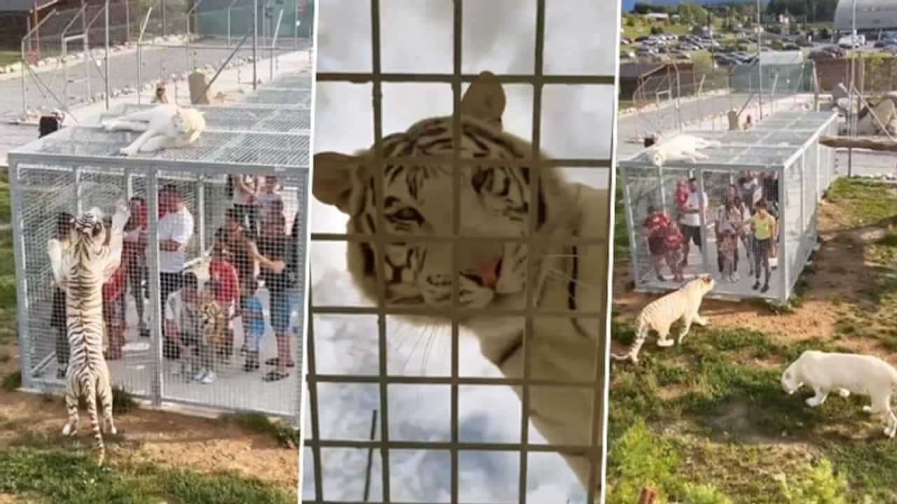 Unique zoo which locks humans in cages instead of animals; crazy video goes viral