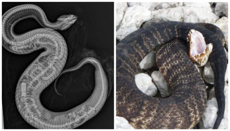 cottonmouth snake eats python In florida x-Ray Reveals Bones