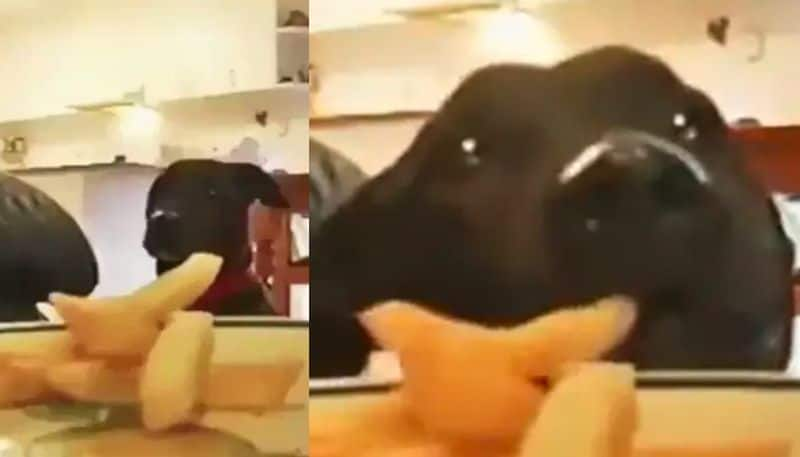 viral video of Puppy Steals Womans French Fries