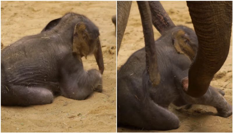 Only hours after birth video of elephant cub taking her first step is going viral