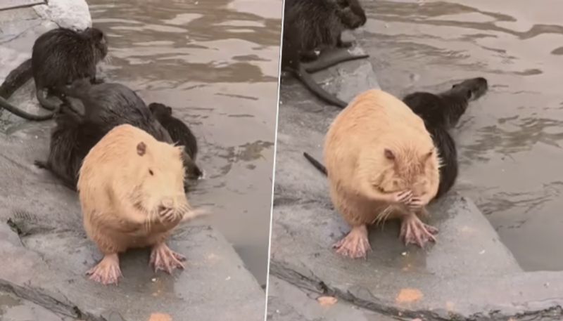 Adorable video of Hamster bathing like human has delighted netizens - gps