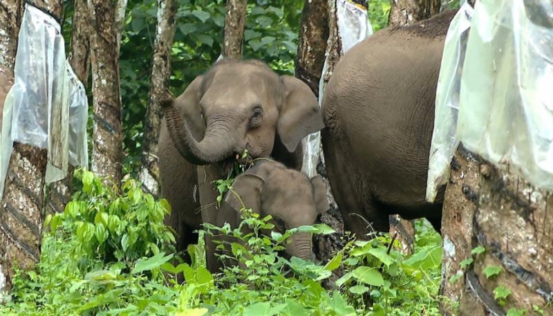 Ordered by the Government to Catch Three Elephants in Chikkamagaluru grg