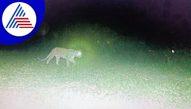 female leopard urine spray to cage to capture male leopard akb