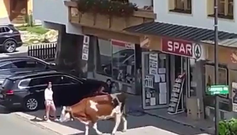 cow leaving a supermarket the video goes viral 