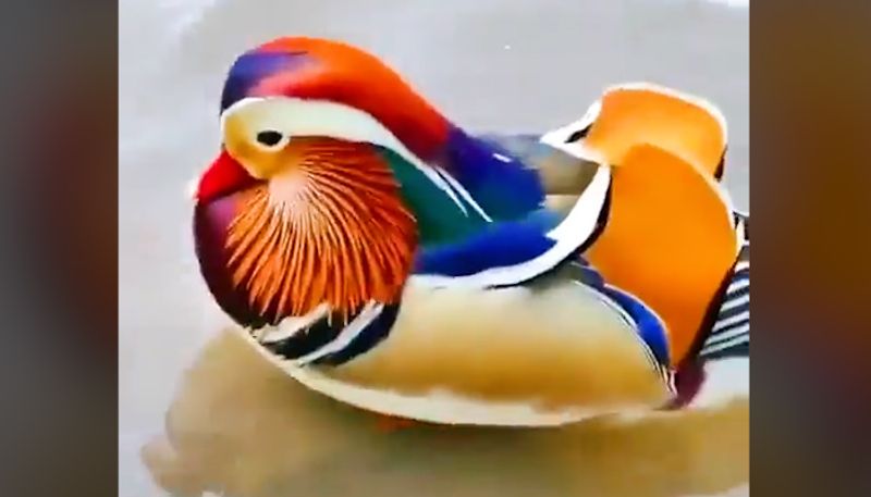 Watch Mandarin duck's swim time will blow your mind!-tgy