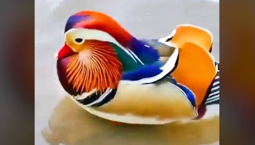 Watch: Mandarin duck’s swim time will blow your mind!