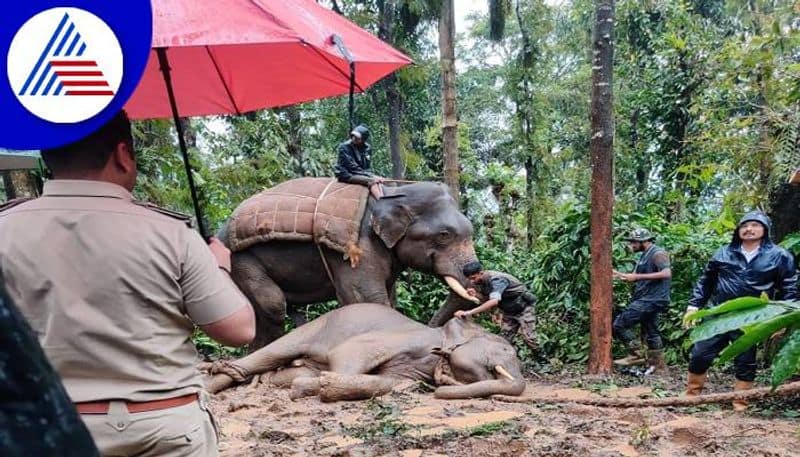 Elephant Catch to Forest Department in Chikkamagaluru grg