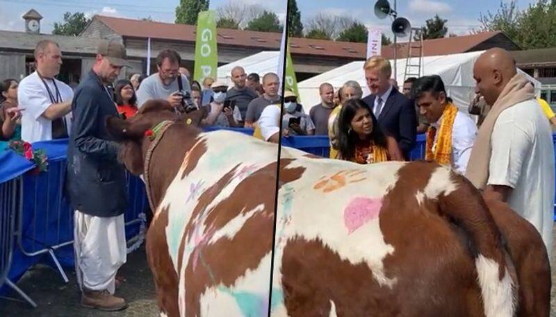 Watch Rishi Sunak wife Akshata Murthy perform gau pooja in London video goes viral gcw