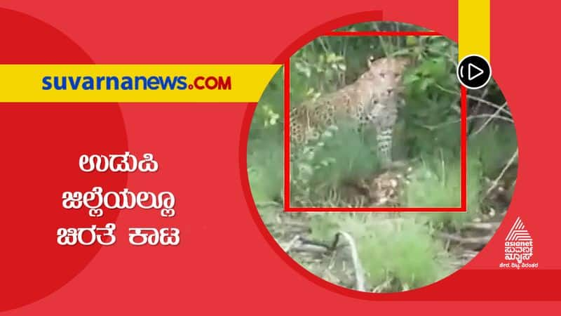 Leopard Sighting in Udupi District gvd