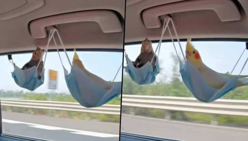 Parrots sitting in unusual seats made of face masks; viral video delighted netizens - gps