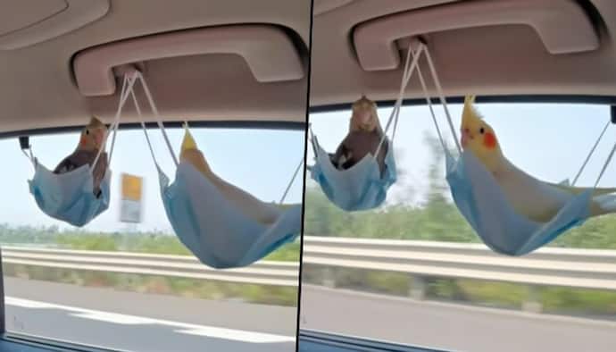 Parrots sitting in unusual seats made of face masks; viral video delighted netizens