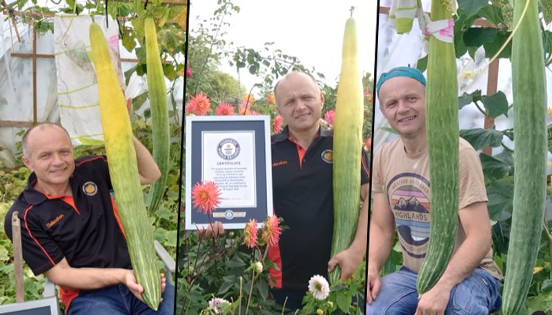 viral video shows UK man with World's longest home-grown cucumber - gps