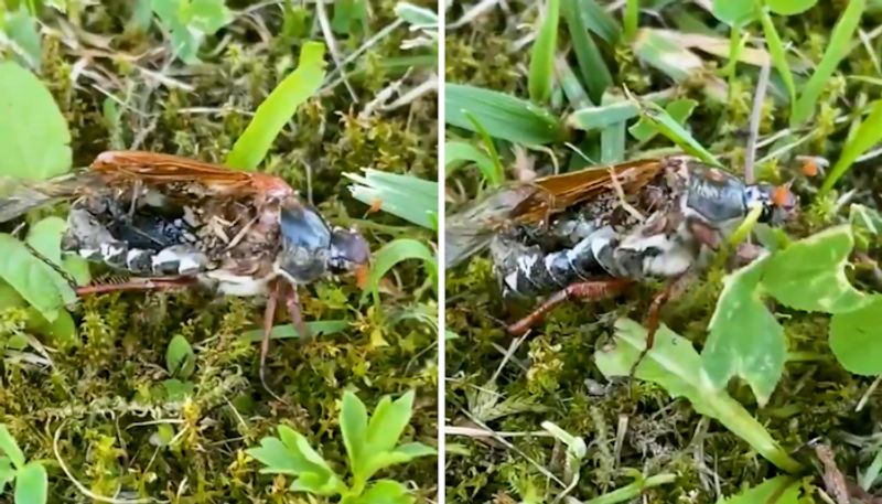 Video of zombie bug moving over grassland goes viral; Netizens are left terrified-tgy