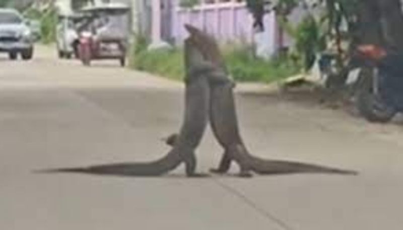 Viral Video of monitor lizards wrestle in the middle of the road