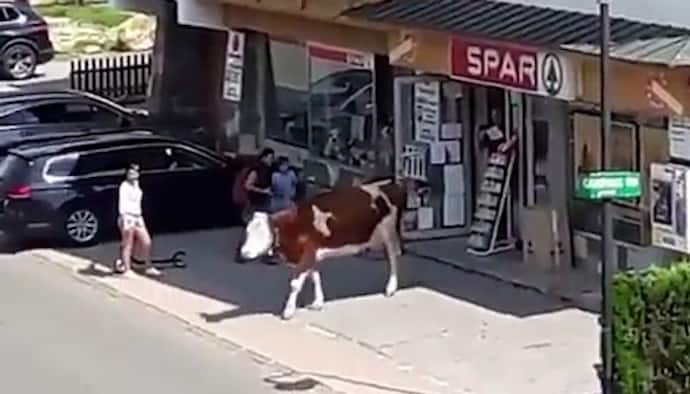 Watch: Cow walking out casually from supermarket in Austria goes viral; netizens amused