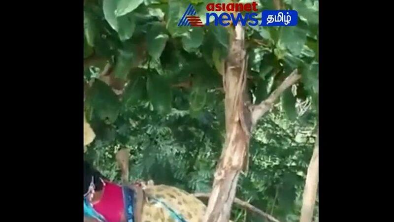 cobra ascending woman body while sleeping viral video