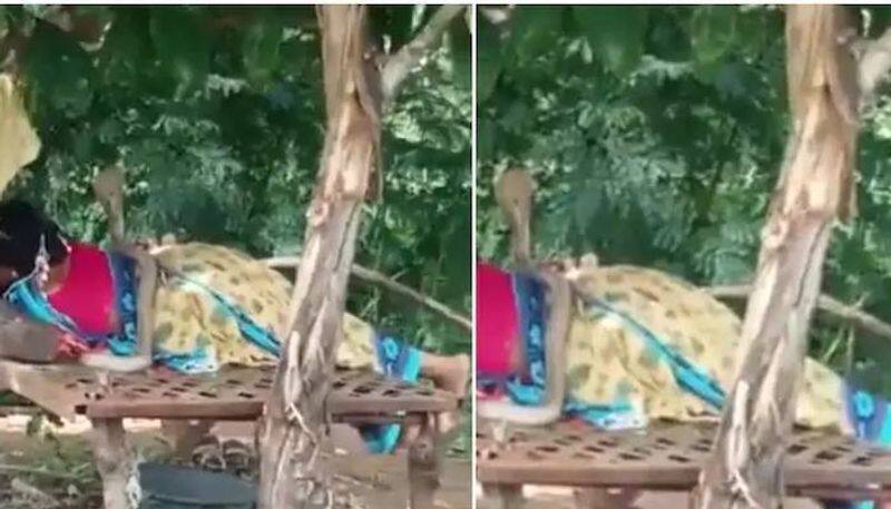 Woman chills without worry with a cobra lying on her in viral video. See what happened next