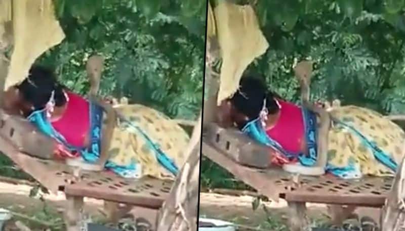 Cobra crawls up on sleeping woman in field; Find out what happens next - gps