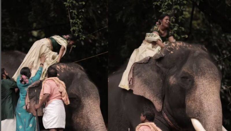 funny video of bride with elephant viral 