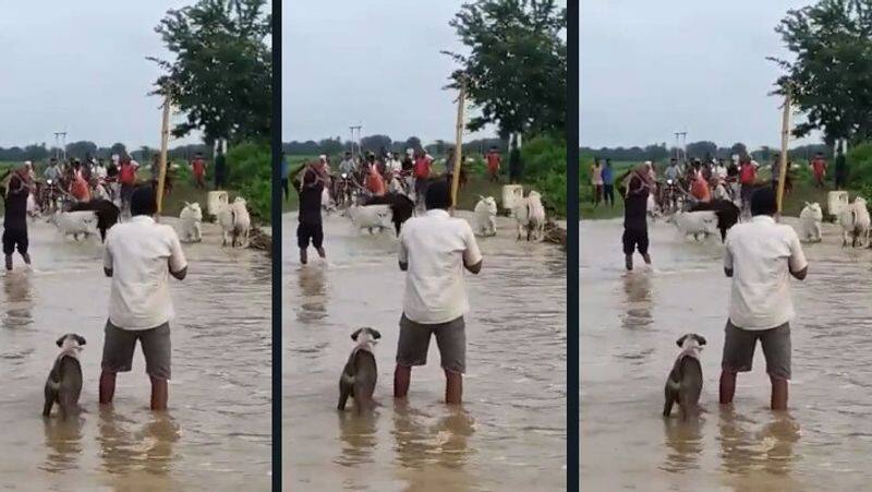 Madhya Pradesh Men Thrash Cows and pushes them into the river arrested