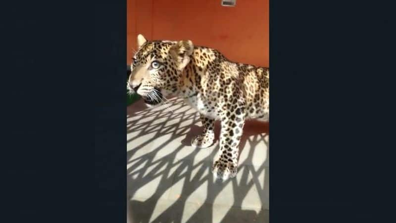 A leopard inside Kamaleshwar temple in Srinagar, Gharwal, Uttarakhand.