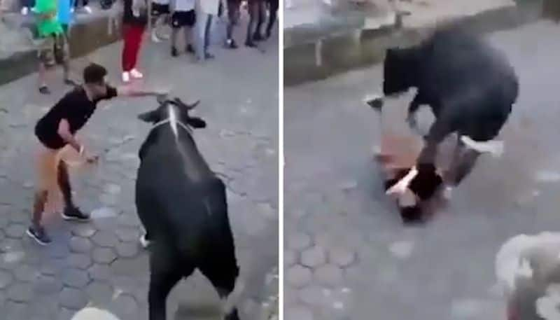 Watch Bull stomps on man's face as he taunts the animal; Netizens say he deserved it-tgy