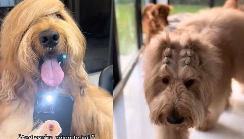 cute dogs hairstyle gets huge attention in social media 