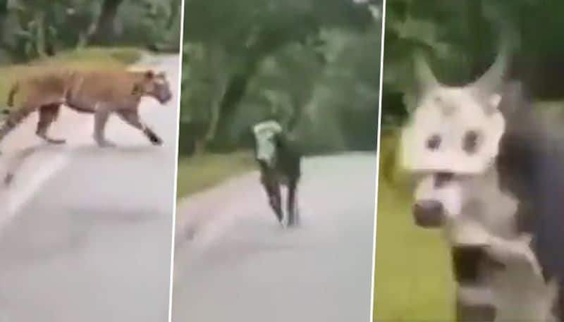 Bull threatens tiger, escapes death; viral video stunned netizens - gps