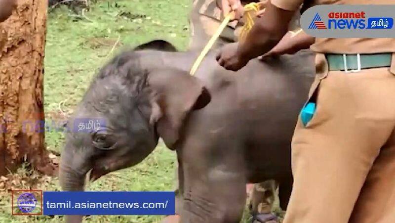 The forest department reunited the baby elephant that went astray with its mother