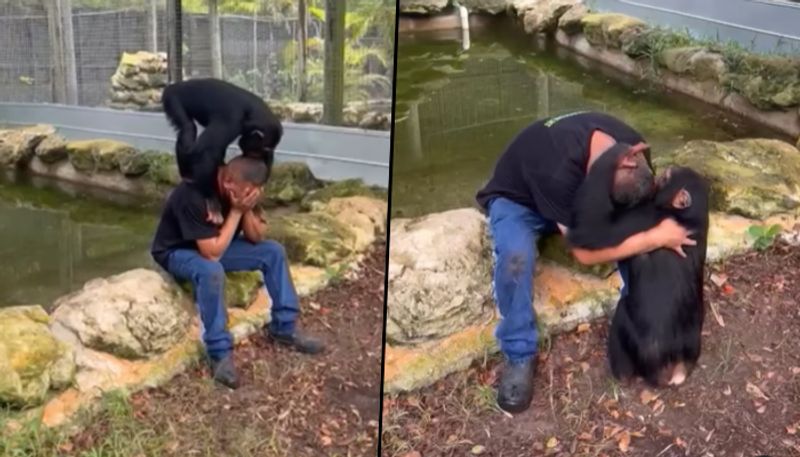 Chimpanzee consoles crying man, kisses him, wipes away his tears; watch video - gps