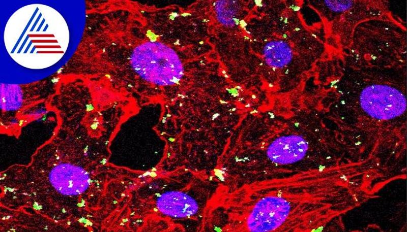 Creation of Artificial Coronavirus by IISC Scientists grg