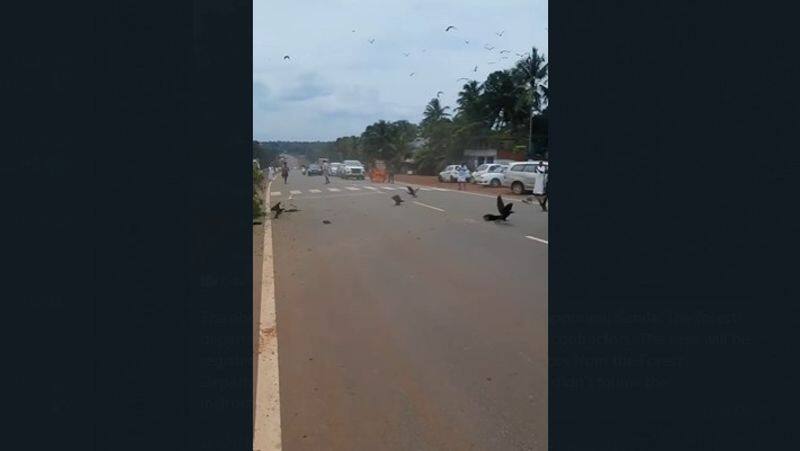 Many birds died due to A contractor didn't follow the instructions while cutting down the tree at Malappuram