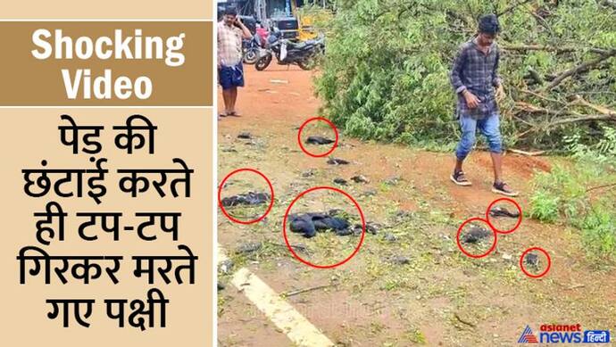 Shocking Video: बिना सोचे-समझे JCB से गिरा दिया पेड़, डालियों के नीचे दबकर सैकड़ों पक्षियों की मौत