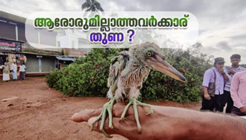 Birds fell from a tree cut from Malappuram in national highway development work 