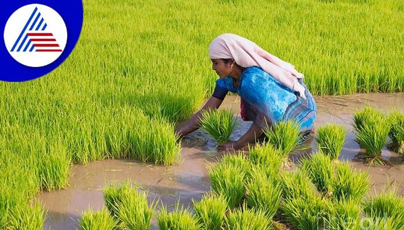 Paddy Crop Decline Due to No Rain in Uttara Kannada grg 