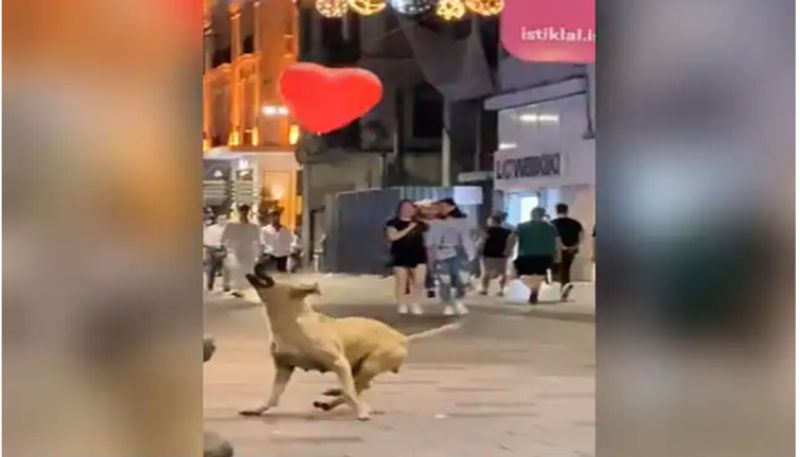 Dog Plays With Heart Shaped Balloon On Streets Of Turkey