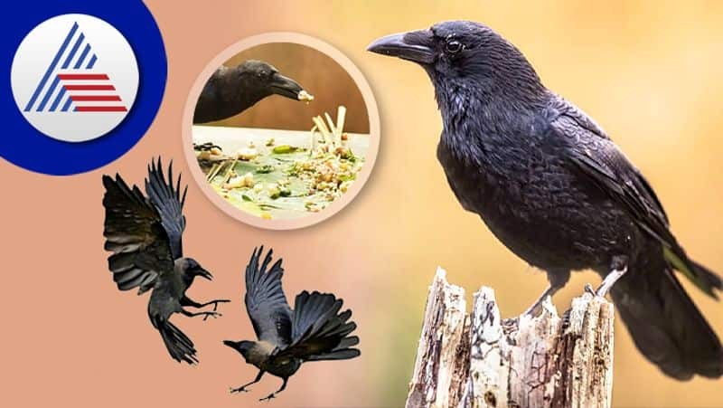 Crow Gives Positive And Negative Signs of death