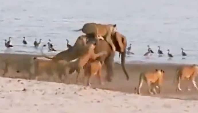 Watch: Brave elephant frees itself from 14 lionesses; netizens react