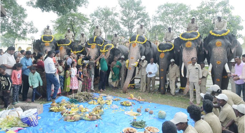 List of Elephants participating in Mysore Dasara Jambusavari gvd