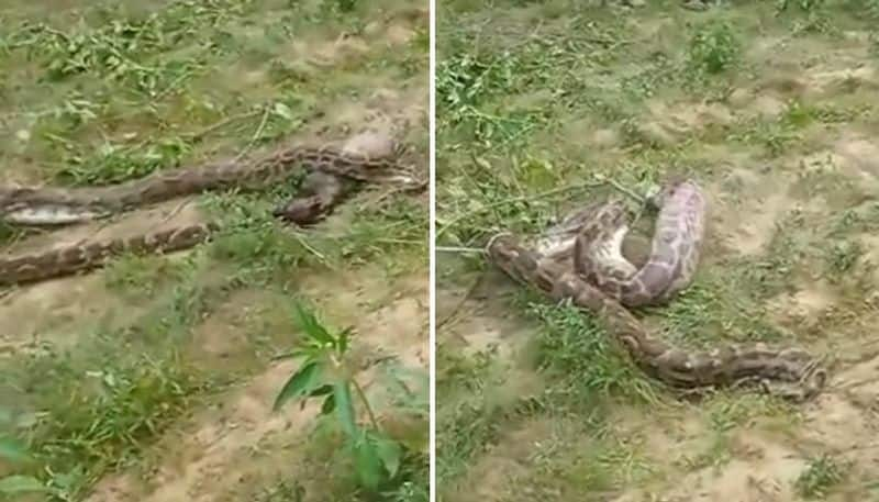 python swallows jackal the video goes viral 