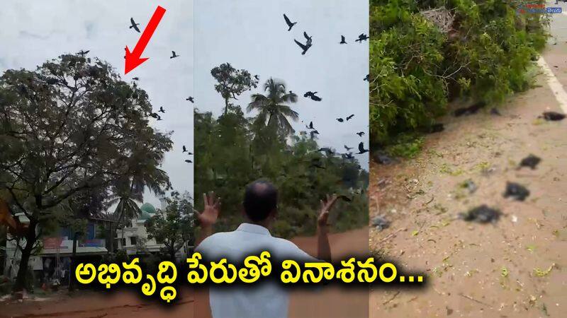 reckless tree felling in the name of development-many protected birds die-kerala govt steps in