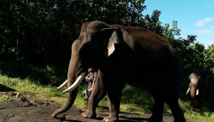 kumki elephants