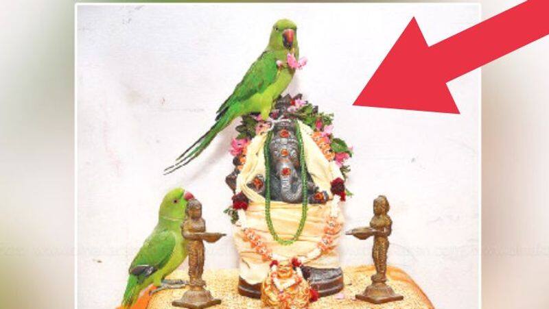 Two Parrot did pooja to lord vinayagar in viral video