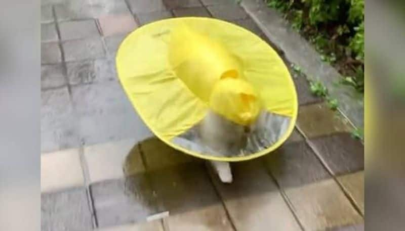 Dog Runs Wearing Yellow Raincoat gets viral 