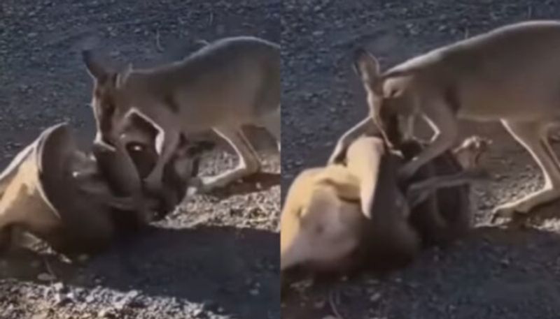 Python Tries to Kill Kangaroo viral video