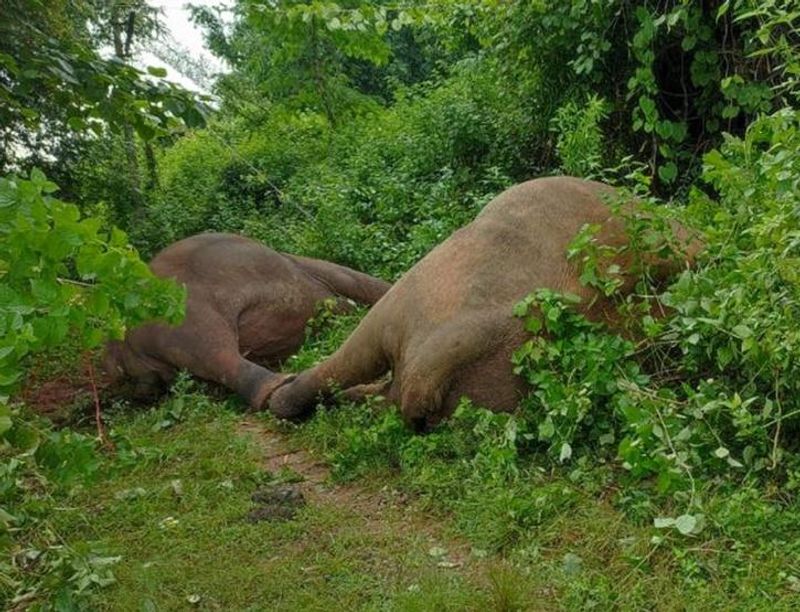 26 People and  25 Elephants Dies in Karnataka in 5 months grg 