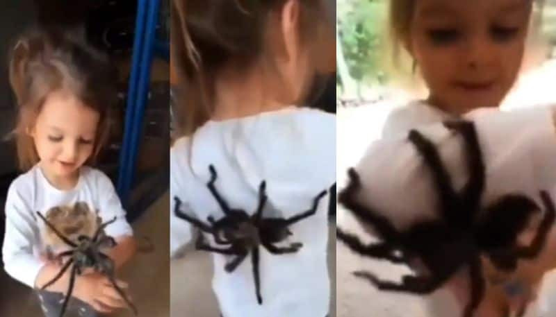 little girl plays with big spiders