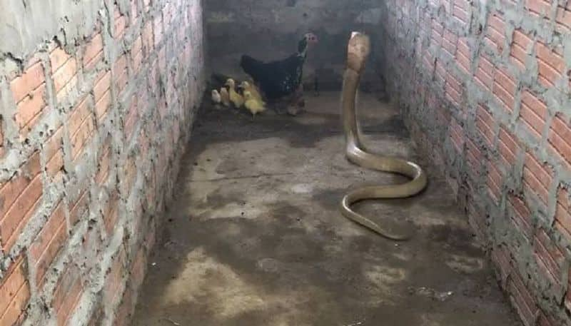 mother chicken fights with king cobra to protect chicks 