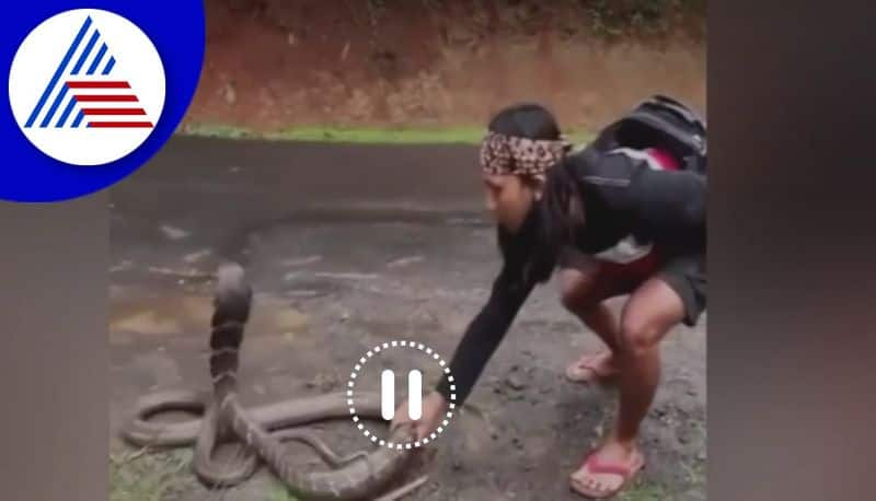 woman caught a snake bare handedly and more hair raising viral videos here watch akb